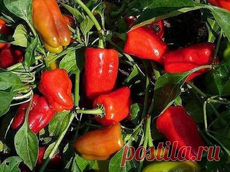ПОЛУЧАЕМ ОТЛИЧНЫЙ УРОЖАЙ ПЕРЦА
#урожай
