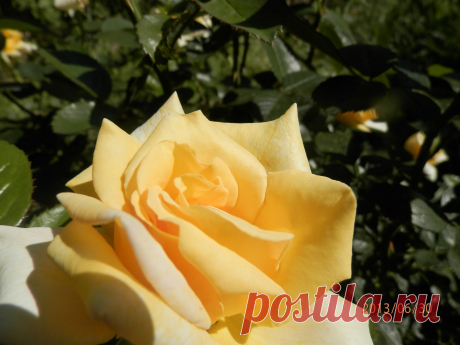розы