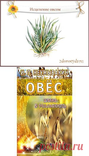 настой овса польза | Блог  о красоте и здоровье
Как исцелиться обыкновенным овсом