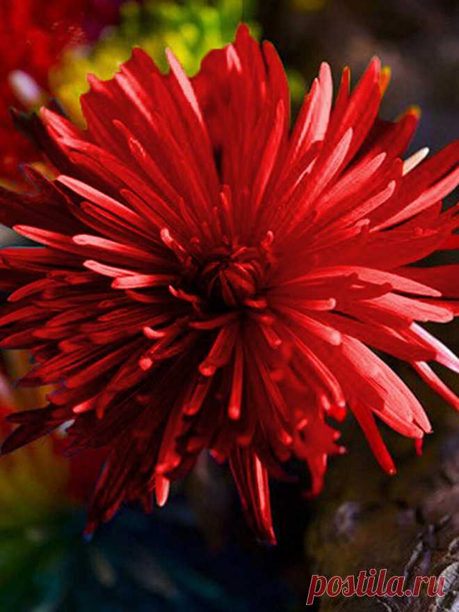 20Pcs Радуга Хризантема Цветочные Семена Редкий Цвет Дом И Сад Пейзаж В Миске