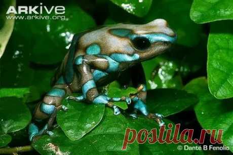 arkive wildlife: 1 тыс изображений найдено в Яндекс Картинках