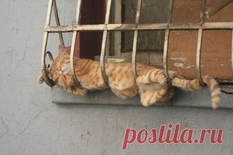 Немного спящих котов