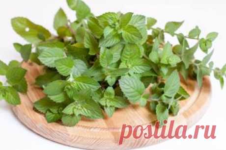 Как заморозить мяту - рецепт с пошаговыми фото / Меню недели