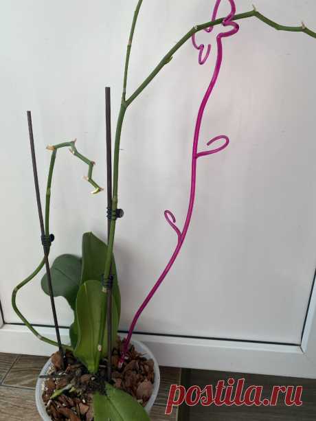 Как заставить орхидею цвести повторно? | Лето круглый год! | Яндекс Дзен