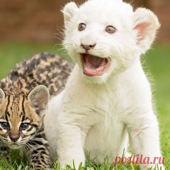 Download wallpaper 1280x1280 tiger, big cat, young, grass ipad, ipad 2, ipad mini for parallax hd background
