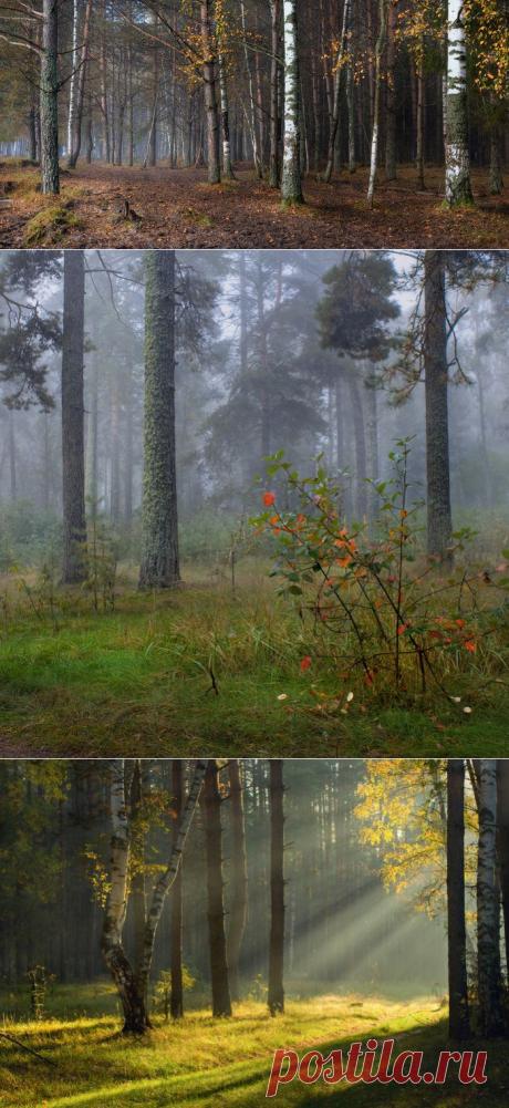 Лесные фотографии Дмитрия Алексеева.