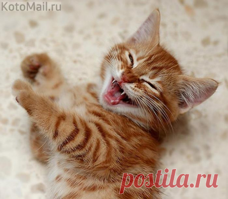 Весёлый котик