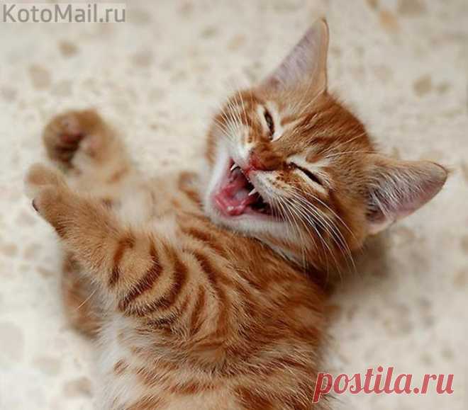 Весёлый котик