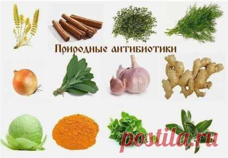Философия КРАСОТЫ и ЗДОРОВЬЯ_Природные антибиотики_ Астрагал