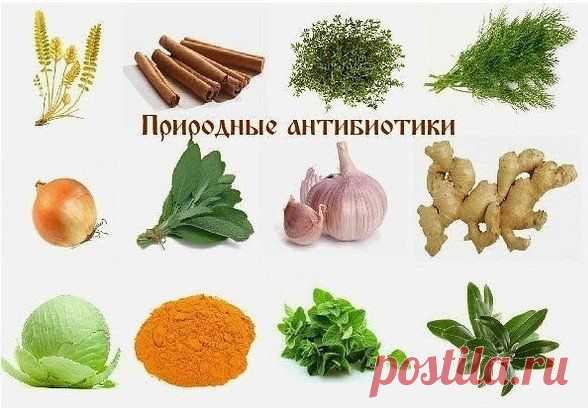 Философия КРАСОТЫ и ЗДОРОВЬЯ_Природные антибиотики_ Астрагал