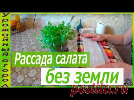 РАССАДА САЛАТА БЕЗ ЗЕМЛИ!!! - YouTube