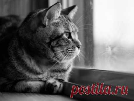 Что чувствует кошка, которую предал хозяин | Кошка.ru | Дзен
