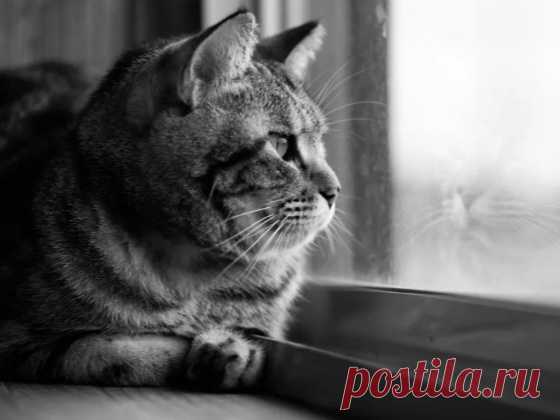 Что чувствует кошка, которую предал хозяин | Кошка.ru | Дзен