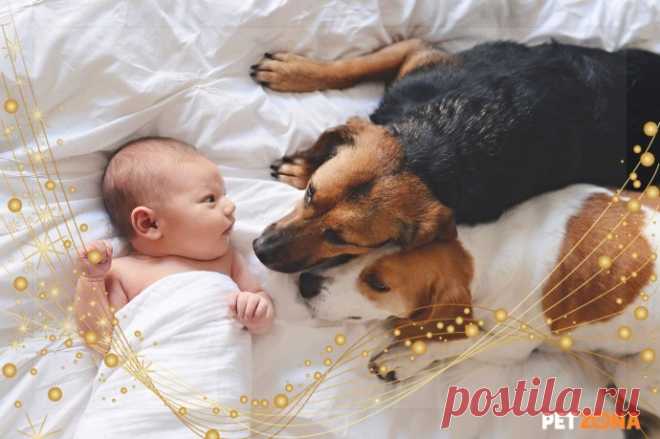 Принимают в свою стаю