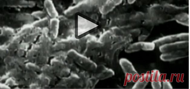 Завтра не умрет никогда / Антибиотики или месть микробов / tvkultura.ru