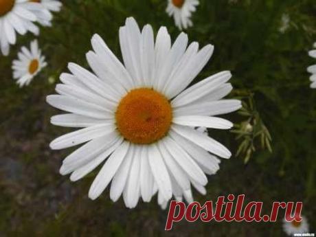 Чайковский - Вальс цветов - Щелкунчик