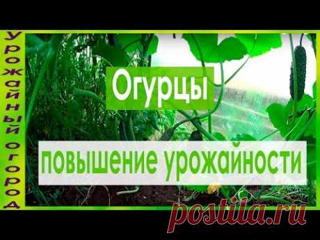 КАК УВЕЛИЧИТЬ УРОЖАЙ ОГУРЦОВ!!!СУПЕР СПОСОБ!!!