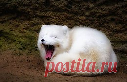 В мире животных