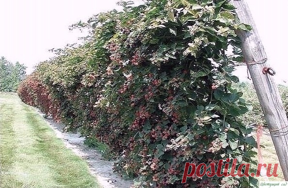 ΚАΚ СДЕЛАТЬ, ЧТОБЫ МАЛИНЫ БЫЛО ОООЧЕНЬ МНОΓО???