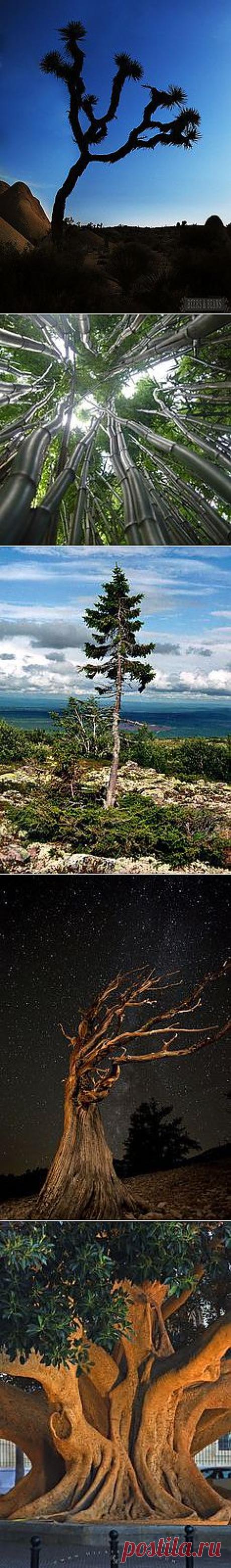 Magestic Trees