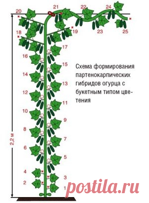 ФОРМИРОВАНИЕ ПРИ ВЫРАЩИВАНИИ ОГУРЦОВ НА ШПАЛЕРЕ.
Выращивание огурцов на шпалере в теплице и открытом грунте невозможно без правильного и своевременного формирования огуречных растений. Своевременное удаление лишних ростовых побегов перенаправляет силы огуречного куста на плодообразование и способствует более раннему и обильному урожаю.
Формирование огуречного куста во многом зависит от сортовых особенностей растения.[
Так опыляемые пчелами сорта огурцов образуют завязи преимущественно на ветка