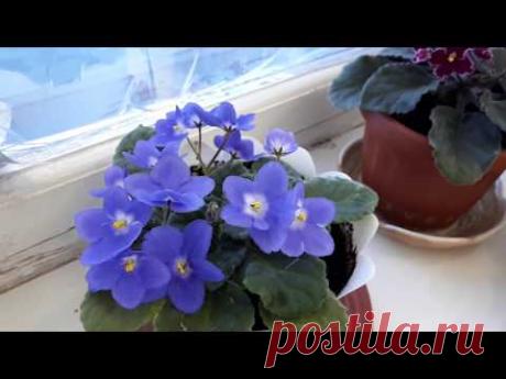 Фиалки! Очень важное условие для непрерывного цветения?