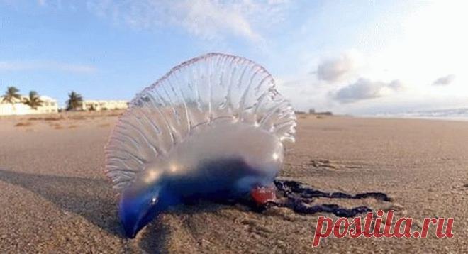 Если вы увидите на пляже это создание, бегите со всех ног! ~