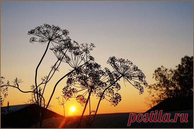 ФОТОМАСТЕРСКАЯ ПРИРОДЫ
Владимир Фефелов