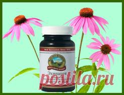 Польза эхинацеи для здоровья организма. БАД на основе эхинацеи