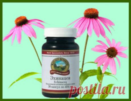 Польза эхинацеи для здоровья организма. БАД на основе эхинацеи. О необходимости постоянной поддержки иммунной системы и укрепления организма знают все. Конечно, в этом огромное значение играют правильное питание, здоровый сон. Но не стоит забывать, что природа тоже стоит на страже здоровья человека. Сила ее лежит в основе лекарственных трав, которые активизируют защитные силы организма.