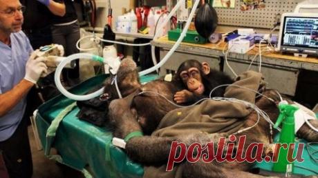 Детеныш шимпанзе растрогал врачей, которые делали операцию его маме
