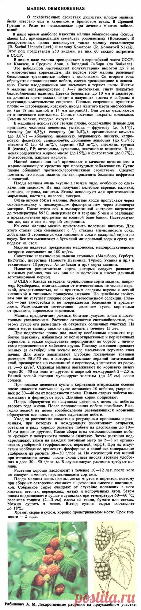 Малина обыкновенная