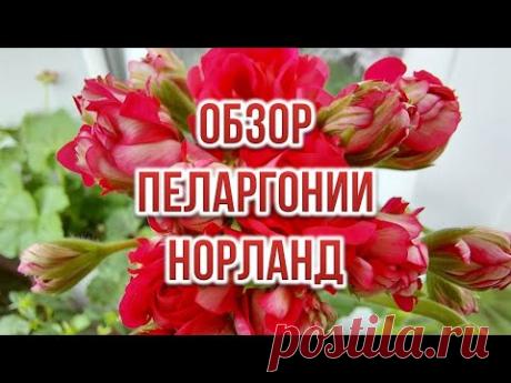 Обзор пеларгонии Норланд. Выпуск от 23.05.21
