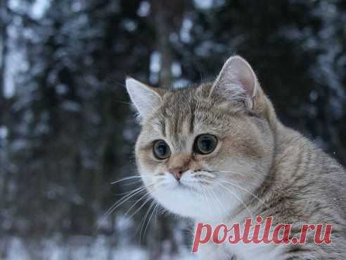 Одноклассники