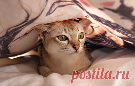 Обои кошка, кот, взгляд, морда, постель, лежит, одеяло, плед картинки на рабочий стол, раздел кошки - скачать