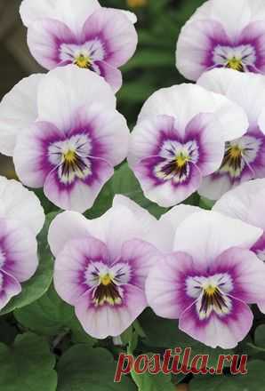 Виола Рогатая Horned Violet Sorbet Pink Halo