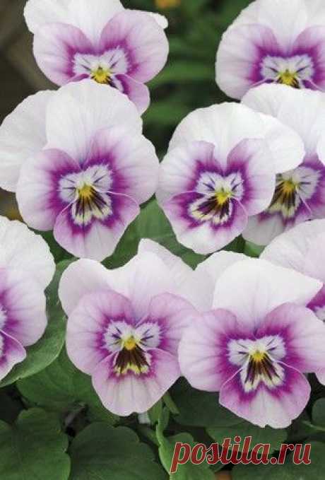 Виола Рогатая Horned Violet Sorbet Pink Halo