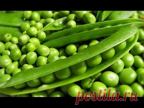 Консервирование зеленого горошка в домашних условиях — Вкусные рецепты