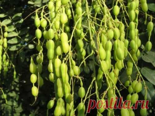 Настойка софоры японской: послезные свойства, рецепт, инструкция по применению