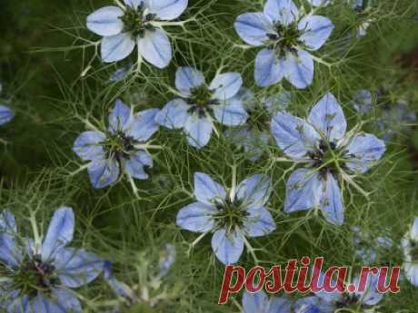 Чёрный тмин польза и вред в лечебных целях