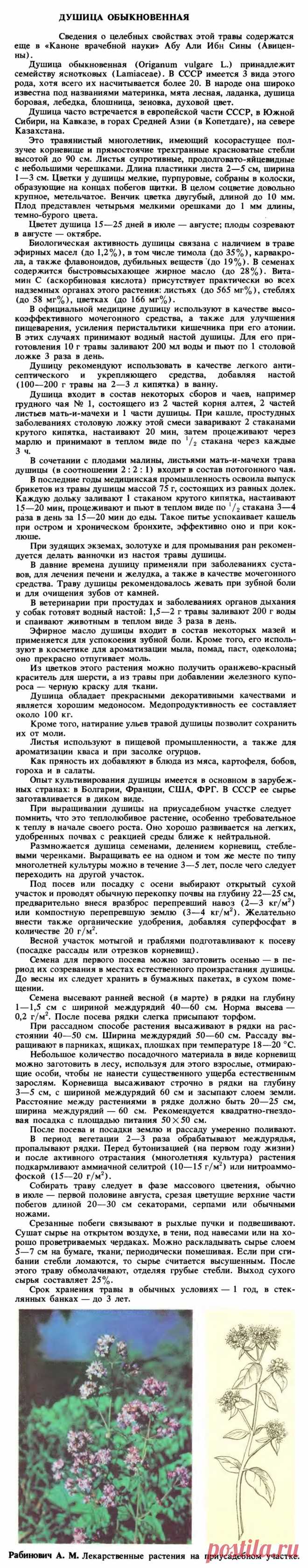 Душица обыкновенная