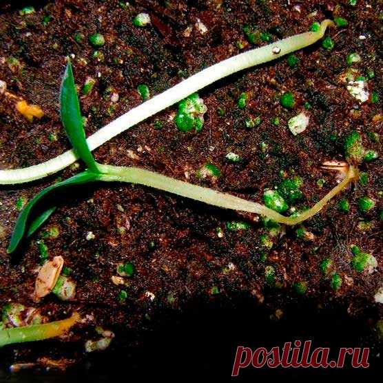 Болезнь комнатных растений Полегание сеянцев. Грибки, вызывающие полегание, поражают корни и основания стеблей сеянцев. Стебли на уровне почвы сморщиваются и загнивают, и растения падают. При высадке семян необходимо соблюдать несколько основных правил: высевайте семена не слишком густо и только в стерилизованную почву; почву никогда не переувлажняйте.