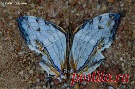 cyrestis - Поиск в Google