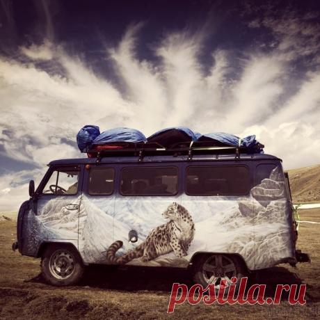 Встретить снежного барса в природе — редкое везение