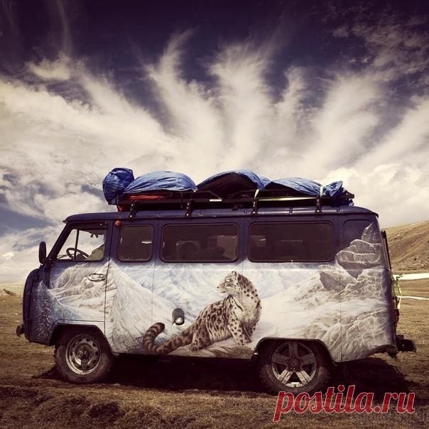 Встретить снежного барса в природе — редкое везение