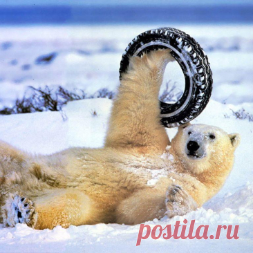 Невероятные заморочки любимых питомцев 2023
