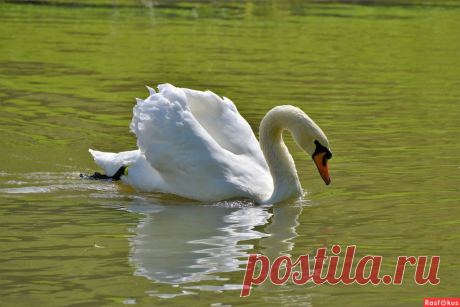 Фото: Лебедь-шипун. Фотограф Константин Анисимов. Фото животных - Фотосайт Расфокус.ру