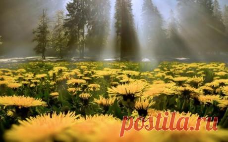 Одуванчик на все случаи жизни
 
Каждую весну на своих участках дачники начинают упорную борьбу с одуванчиками. А цветы растут и растут, появляясь то на грядках, то на газонах, то на дорожках. Уничтожают их как вредные и надоевшие сорняки, доставляющие массу хлопот. А зря! Это растение обладает чудодейственными свойствами и используется в народной медицине &quot;от вершков до корешков&quot;, потому что целебны и цветки, и бутоны, и листья, и корни, и даже горький белый сок, нещадно п...