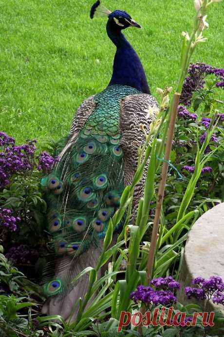 peacock