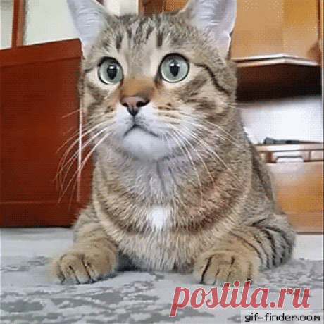 Pupillary-response.gif (300×300)